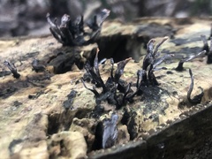 Xylaria hypoxylon