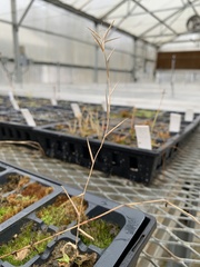 Dichanthelium strigosum