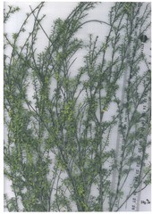 Kunzea amathicola