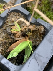 Dichanthelium strigosum