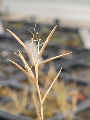 Dichanthelium strigosum