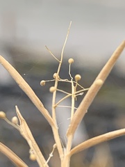 Dichanthelium strigosum