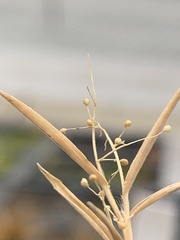 Dichanthelium strigosum