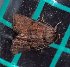 Oligia latruncula