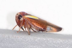 Balcanocerus provancheri