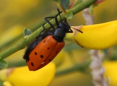 Hycleus duodecimpunctatus