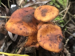 Flammulina velutipes