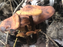 Flammulina velutipes