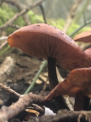 Flammulina velutipes