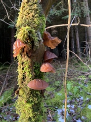 Auricularia auricula-judae