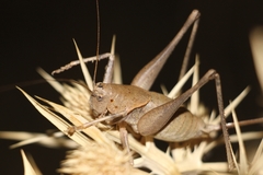 Thyreonotus