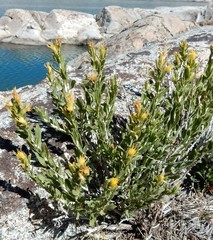 Ericameria discoidea