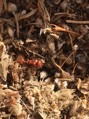 Pogonomyrmex californicus