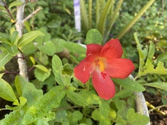 Abelmoschus sagittifolius