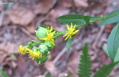 Solidago virgaurea asiatica