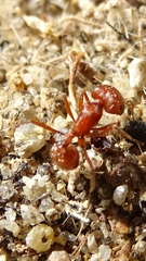 Pogonomyrmex californicus