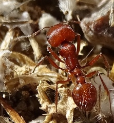 Pogonomyrmex californicus