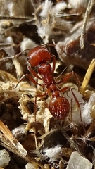 Pogonomyrmex californicus
