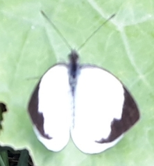 Leptophobia aripa