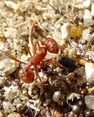 Pogonomyrmex californicus