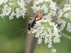 Ctenichneumon panzeri