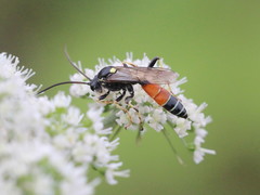 Ctenichneumon panzeri