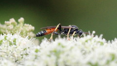 Ctenichneumon panzeri