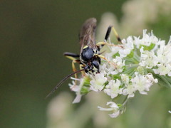 Ctenichneumon panzeri