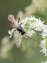 Ctenichneumon panzeri