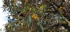 Buddleja incana