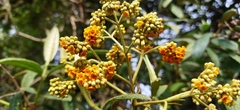 Buddleja incana