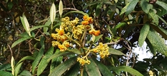 Buddleja incana