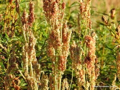 Rumex papillaris