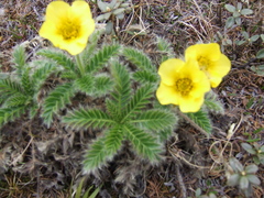 Geum glaciale