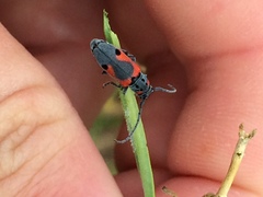 Tetraopes discoideus