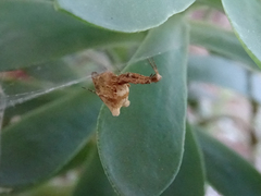 Uloborus plumipes