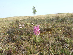 Pedicularis alopecuroides