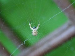 Uloborus plumipes