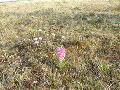Pedicularis alopecuroides