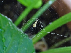 Uloborus plumipes