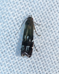 Anacampsis levipedella