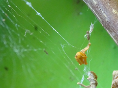 Uloborus plumipes
