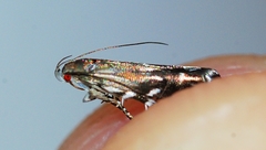 Anacampsis levipedella