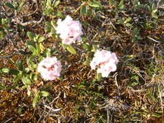 Rhododendron adamsii
