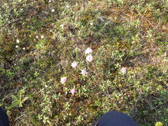 Rhododendron adamsii