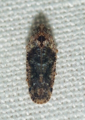 Catonia