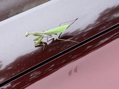 Stagmomantis limbata