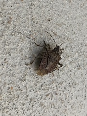 Halyomorpha halys