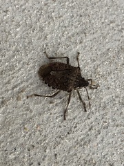 Halyomorpha halys