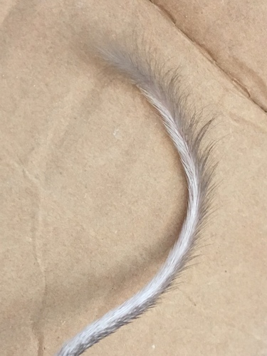 San Diego Pocket Mouse